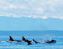 Orca whales in the Strait of Juan de Fuca, Washington. Photo donated by Katie Jones.