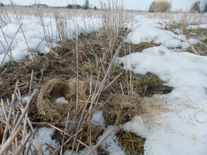 Meadowlark or Dickcissel nest built from wheat residue after harvest in August  of 2013.  Photo taken April 2014. 