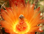 A bee in a fishhook cactus flower. Photo donated by National Wildlife Photo Contest entrant Kelly Brewer.