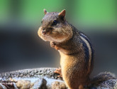 A Georgia chipmunk with cheeks packed with seeds gathered at a garden feeder. Sometimes chipmunks will drop seeds into flower pots, leading to unexpected growth for gardeners. The habit is part of the rodent's natural ecological role as a seed spreader. Photo by Barb Dunlap