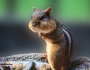 A Georgia chipmunk with cheeks packed with seeds gathered at a garden feeder. Sometimes chipmunks will drop seeds into flower pots, leading to unexpected growth for gardeners. The habit is part of the rodent's natural ecological role as a seed spreader. Photo by Barb Dunlap