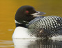 common loon, tar sands, alberta