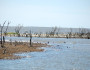 CatIsland2014_Sean-Saville,-Mississippi-River-Delta-Restoration-Campaignx620