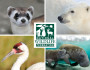 Endangered Species Game