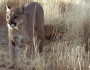 mountain lion