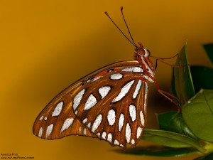 This gulf fritillary butterfly was photographed by National Wildlife Photo Contest entrant Amanda Frick.