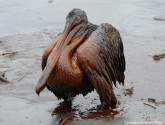 An oiled pelican, photo by the Louisiana Governor's Office