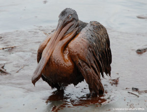 An oiled pelican, photo by the Louisiana Governor's Office