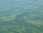 Pg3-HAB-PeleeIsland-LakeErie(GLERL-Photogallery-T-Archer090409)