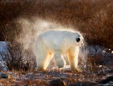 This picture of a polar bear shaking off was donated by National Wildlife Photo Contest entrant Steve Perry.