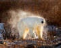 This picture of a polar bear shaking off was donated by National Wildlife Photo Contest entrant Steve Perry.
