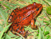 RedLeggedFrog_Jamie Bettaso Marin