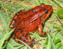 RedLeggedFrog_Jamie Bettaso Marin
