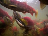 sockeye salmon