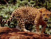 Cover Photo: A jaguar, which is an example of an animal whose habitat is spared by sustainable sourcing of raw materials.