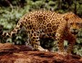 Cover Photo: A jaguar, which is an example of an animal whose habitat is spared by sustainable sourcing of raw materials.