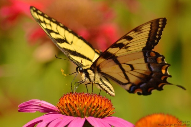 You can see the proboscis in this picture of a swallowtail butterfly, donated by National Wildlife Photo Contest entrant Donna Kert.