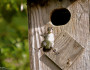 Wood duckling jumps from nest by Harlan Albers.