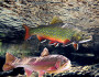 Ttrout are the indicator species of cold water stream health, and are expected to lose much of their habitat due to climate change. Photo by Fish Eye Guy (fisheyeguyphotograpy.com)
