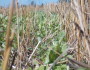 Radish cover crop growing in winter wheat residue (Sept. 2013) provided lasting wildlife benefits.