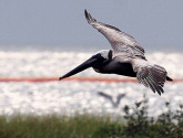 Brown_pelicanx600_USFWS