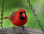 Cardinal_LibbyMegna_219x219