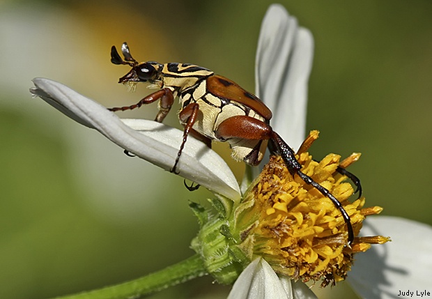 Delta Flower Beetle by Judy Lyle
