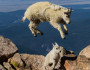 Mountain goats jump in Colorado by Cathy and Gordon Illg.