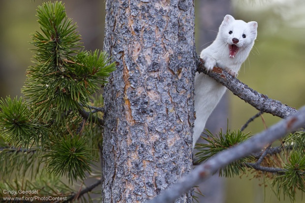 This yawning ermine was spotted in Yellowstone National Park. Photo by National Wildlife Photo Contest entrant Cindy Goeddel.