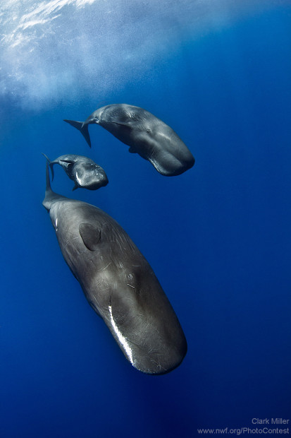 A pair of adult sperm whales flanks a young calf during a dive. Photo by National Wildlife Photo Contest entrant Clark Miller.