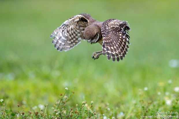 A young burrowing owl practices flight in Florida's Brian Piccolo Park. Photo by National Wildlife Photo Contest entrant Debbie Tubridy.