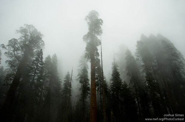 Dense fog envelops the giant sequoia trees in California's Sequoia National Park. Photo by National Wildlife Photo Contest entrant Joshua Simas.