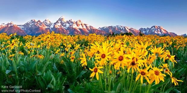 A field of arrowleaf balsamroot flowers fronts for Wyoming's Grand Tetons. Photo by National Wildlife Photo Contest entrant Kate Garibaldi.