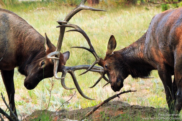 Sparring elk in Colorado's Estes Park. Photo by National Wildlife Photo Contest entrant Paul Suprenand.