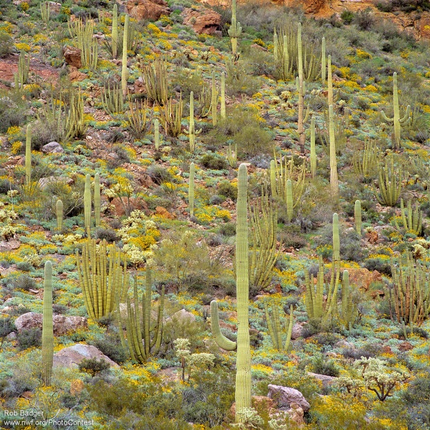 Diverse desert plants, including saguaro, organ pipe and cholla cacti, brittle bush and 100 year bloom spread among Organ Pipe Cactus National Monument. Photo by National Wildlife Photo Contest entrant Rob Badger.