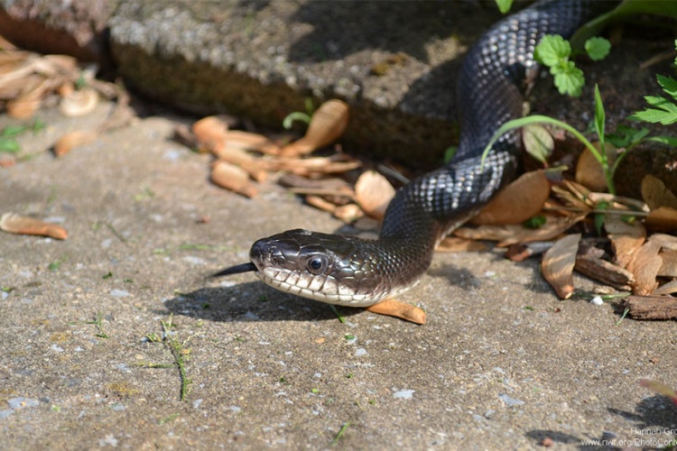 Snake slithers in Maryland by Hannah Grove.