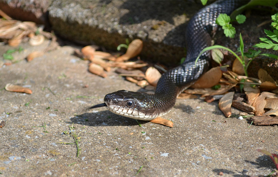 How do you identify snakes found in your backyard?