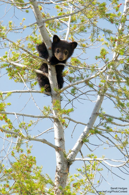Bear cub climbing in a tree by Barrett Hedges.