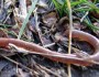 EarthwormInGrass_sshepherd-Flickr_219x219