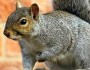 GreySquirrelonFence_DavidFriel_219x219