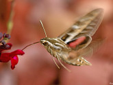 Hummingbird moth by Roger Lee