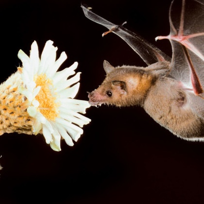 Not Just The Birds And Bees – 6 Fast Facts About Pollinating Bats • The ...