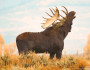 The moose population is northeast Minnesota is being devastated by climate change.