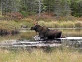Not only would Vermont moose be threatened by a tar sands spill here, but they also face challenges due to climate change that will be exacerbated by runaway tar sands expansion. Credit: David Govatski USFWS