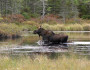 Not only would Vermont moose be threatened by a tar sands spill here, but they also face challenges due to climate change that will be exacerbated by runaway tar sands expansion. Credit: David Govatski USFWS