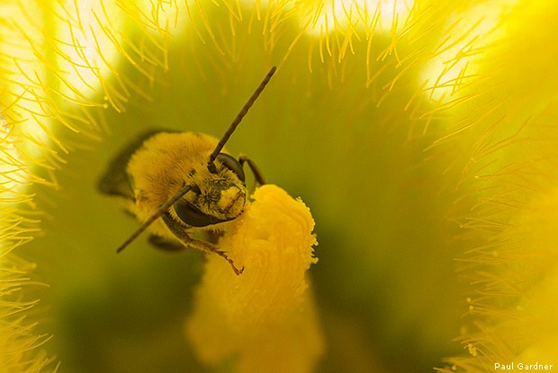 Native bee by Paul Gardner