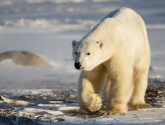 This polar bear was awaiting the return of sea ice near Churchill, Manitoba. Warmer temperatures have kept sea ice from forming as early as it used to, and polar bears are waiting on shore without food for longer periods of time. Photo donated by National Wildlife Photo Contest entrant Lara Ferraro.