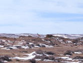 Pronghorn Antelope on the prairie of Wyoming’s Red Rim Wildlife Management Area (Photo Credit Evan Reimondo)