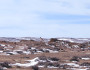 Pronghorn Antelope on the prairie of Wyoming’s Red Rim Wildlife Management Area (Photo Credit Evan Reimondo)