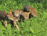Photo: USFWS